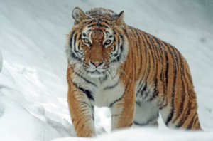 Endangered Animal