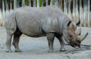 Endangered Animal